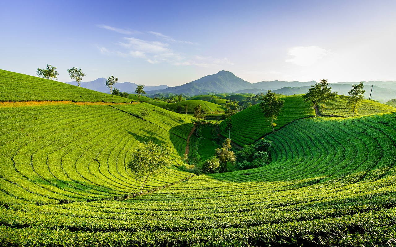 薬剤師が開発した自信作の健康茶！【からだ楽痩茶】